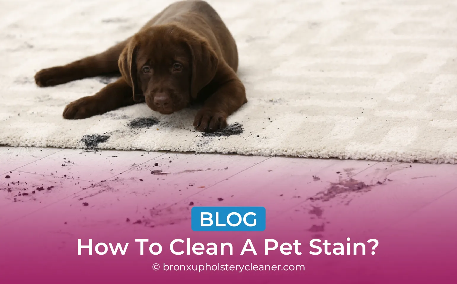 carpet cleaning in bronx, carpet cleaning in new york, carpet cleaning bronx, carpet cleaners in bronx, carpet cleaners in new york, commercial carpet cleaning, commercial carpet cleaning in bronx, bronx rug cleaners, rug cleaning services in bronx, same day carpet cleaning, same day rug cleaning