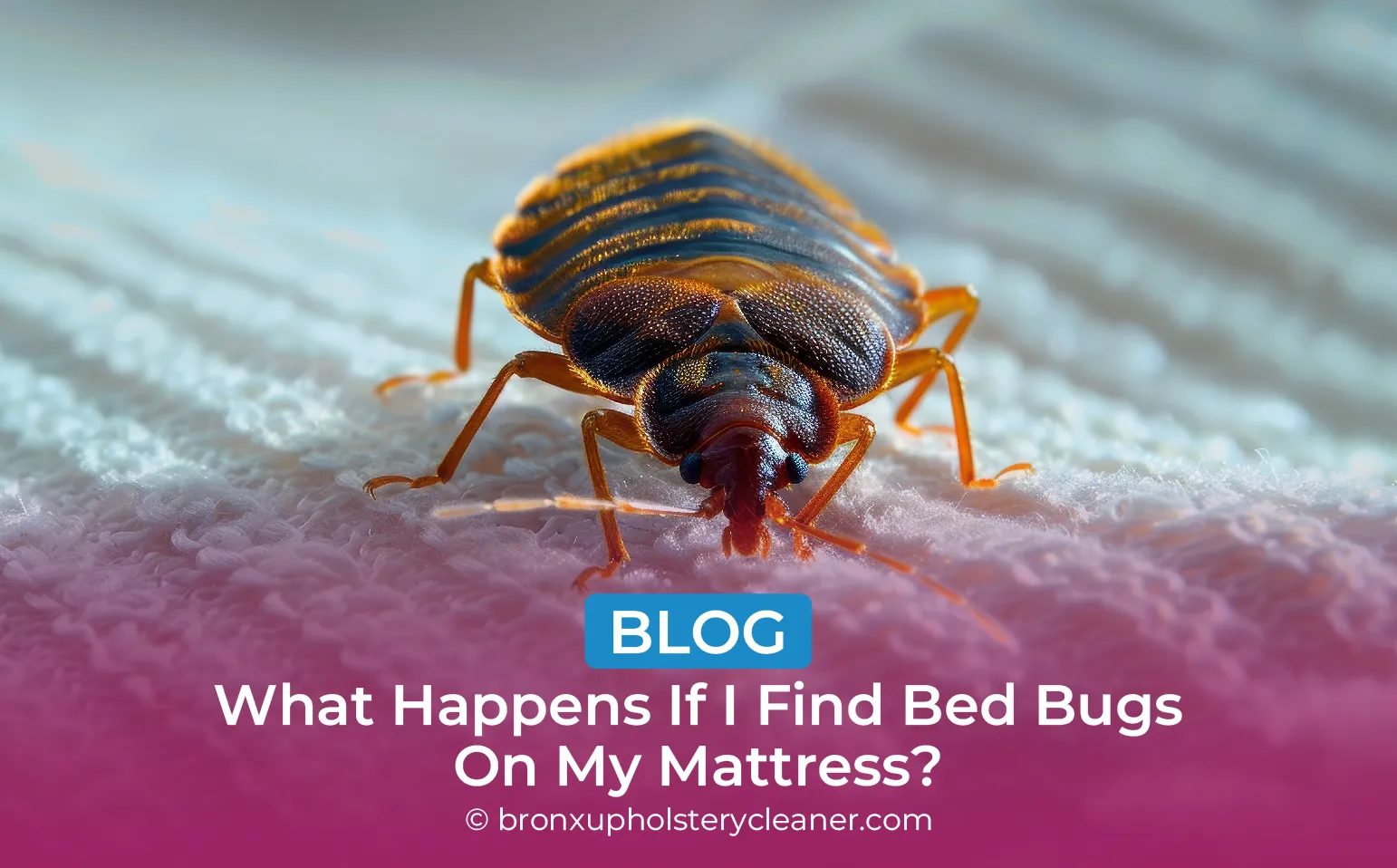 carpet cleaning in bronx, carpet cleaning in new york, carpet cleaning bronx, carpet cleaners in bronx, carpet cleaners in new york, commercial carpet cleaning, commercial carpet cleaning in bronx, bronx rug cleaners, rug cleaning services in bronx, same day carpet cleaning, same day rug cleaning